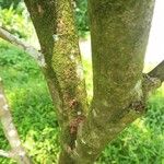 Syzygium samarangense 樹皮