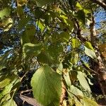 Betula ermaniiYaprak