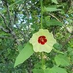 Hibiscus mastersianus Flower