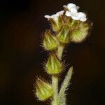 Plagiobothrys canescens Virág