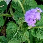 Ageratum houstonianum Flor