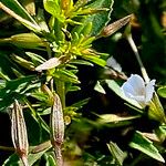 Mecardonia acuminataFlower