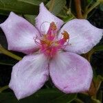 Rhodomyrtus tomentosa Λουλούδι
