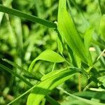 Lathyrus palustris Feuille