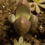 Pleiospilos nelii Leaf