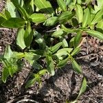 Veronica gentianoides Leaf