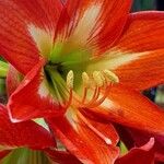 Hippeastrum correienseFlower