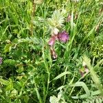 Vicia pannonica 花