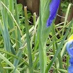 Iris xiphium برگ
