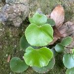 Adiantum reniforme Foglia