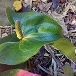 Anthurium andraeanum Flower