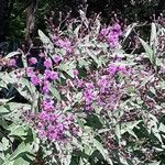 Vernonia angustifolia Цвят