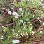 Spiraea thunbergii অভ্যাস