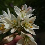 Nothoscordum gracile 花