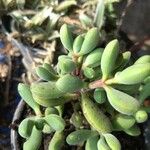 Crassula rogersii Hoja