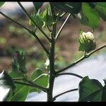 Gossypium hirsutum Fleur