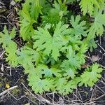 Petasites frigidus Leaf