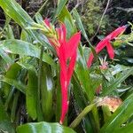 Pitcairnia flammea Цветок