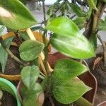 Peperomia serpens Folla