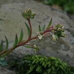 Sinocrassula indica Yeri