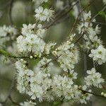 Prunus cocomilia Květ