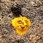 Calochortus clavatus Flower