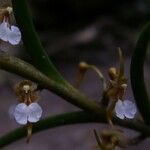 Nephrangis bertauxiana Fleur