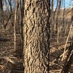 Celtis occidentalis Écorce