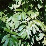 Sambucus racemosa Lehti