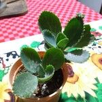 Kalanchoe ceratophylla Blatt