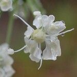 Laserpitium gallicum Λουλούδι