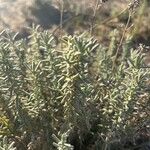 Teucrium dunense Hoja