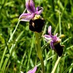 Ophrys holosericea Žiedas