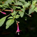 Fuchsia microphylla Cvet