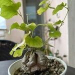 Dioscorea elephantipes Fuelha