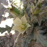 Mentzelia involucrata Flower