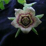 Codonopsis rotundifolia Flower