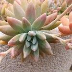 Dudleya greeneiFrunză