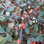 Cotoneaster franchetii ফল