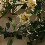 Solandra maxima Hábito