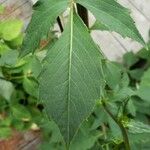 Dahlia pinnata Feuille