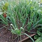 Allium sativum Blad