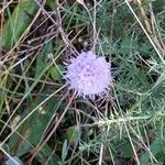 Scabiosa canescens फूल