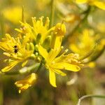 Sisymbrella aspera Blomma