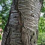 Prunus × yedoensis Bark