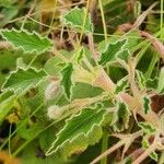 Monsonia senegalensis Blatt