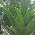 Aechmea serrata Blatt