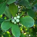 Canella winterana Fruit