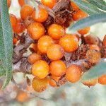 Hippophae rhamnoides Owoc