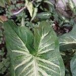 Syngonium angustatum Leht